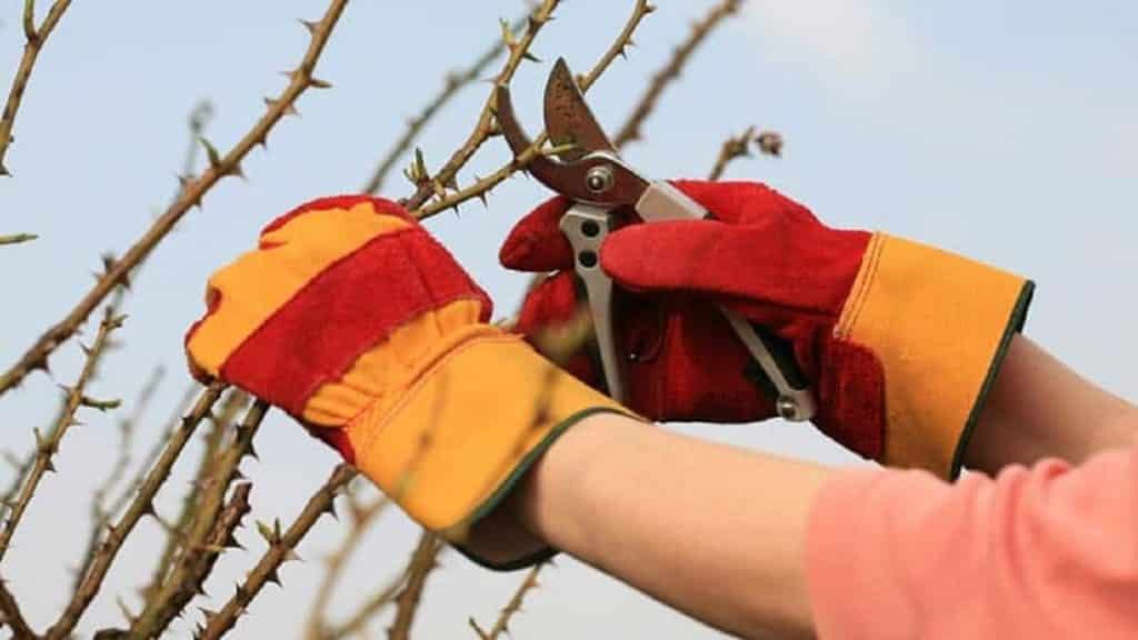Best gardening gloves for protection against thorns