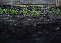 Sprouts in a well-tilled vegetable garden