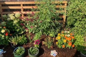 Shared garden plot